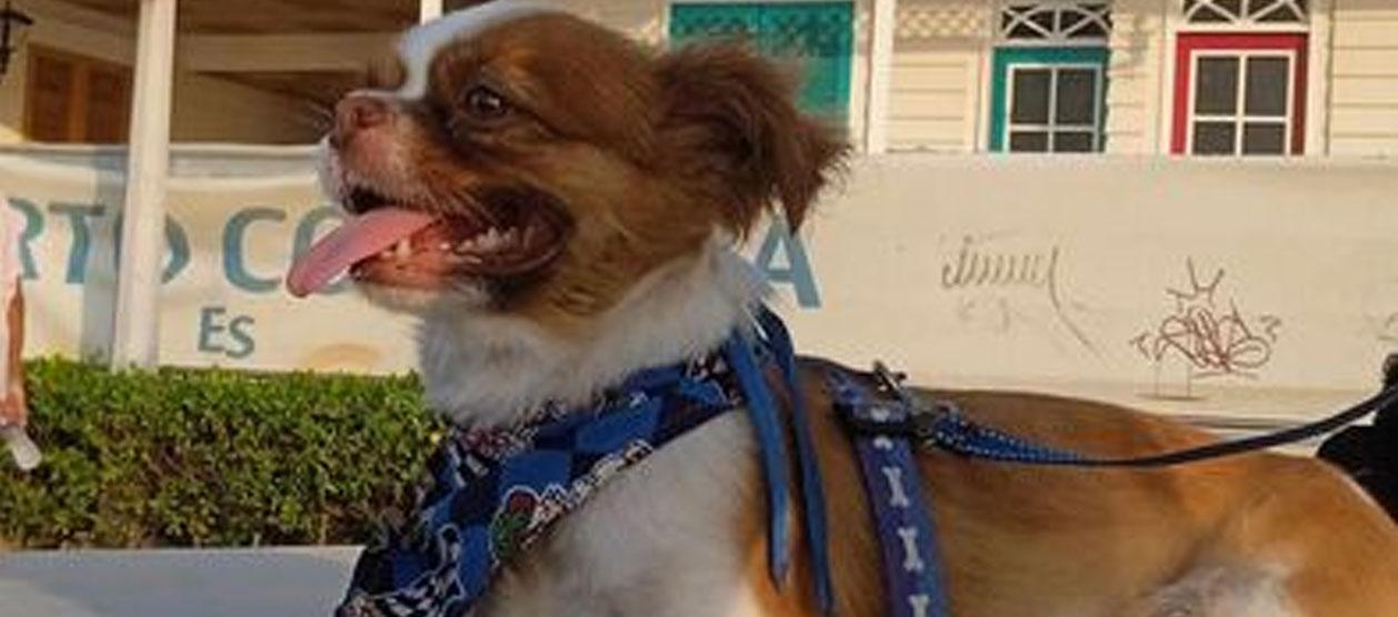 ‘Tommy’ lleva puesto un arnés azul.