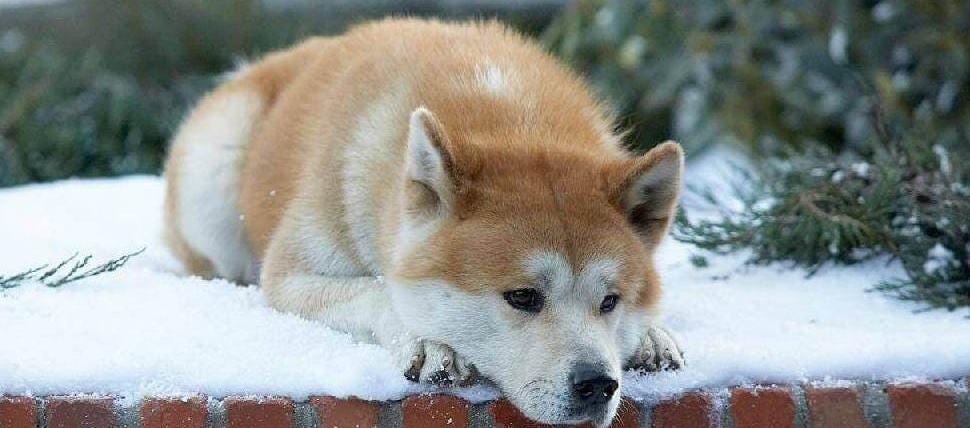 ‘Hachiko 2’ vuelve a las pantallas de cine.