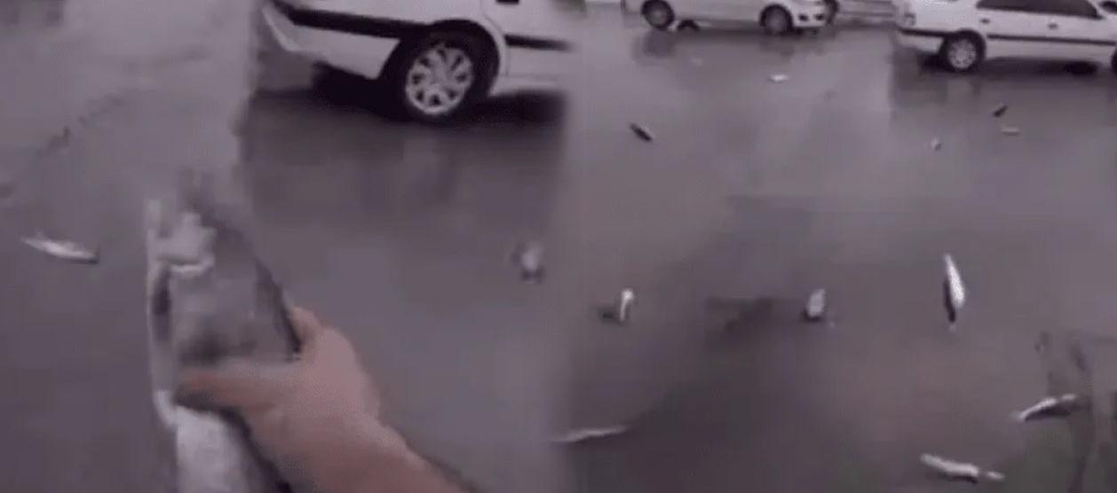 Lluvia de peces en Irán.