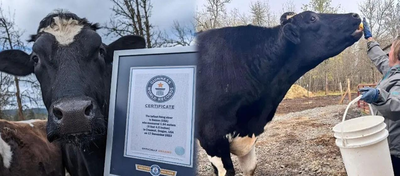 ‘Romeo’, el toro más alto del mundo.