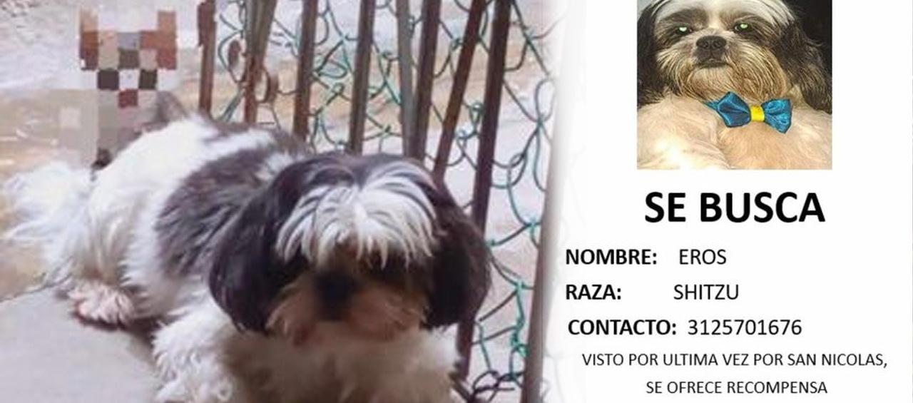 Eros es de raza shitzu.