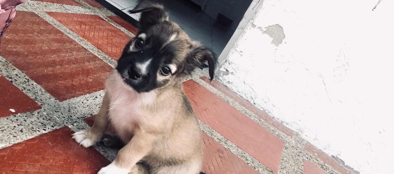 'Lukas' se perdió el pasado 31 de mayo.