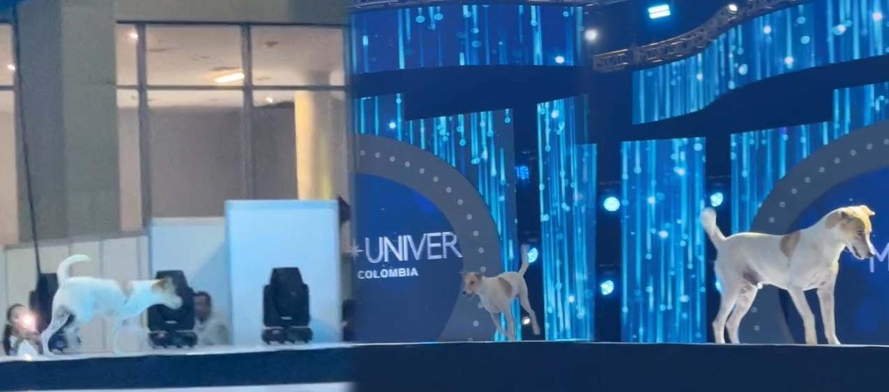 Perro en pasarela de Miss Universe Colombia.