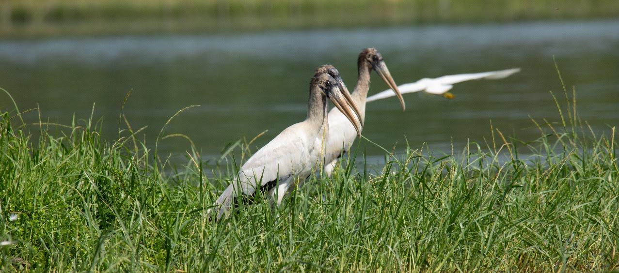 En Suan habrá una actividad de apropiación del conocimiento de las comunidades ribereñas del río Magdalena.