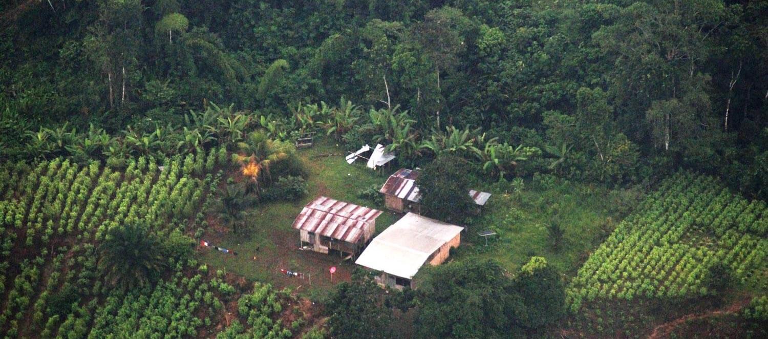 Imagen referencial de cultivos ilícitos.  