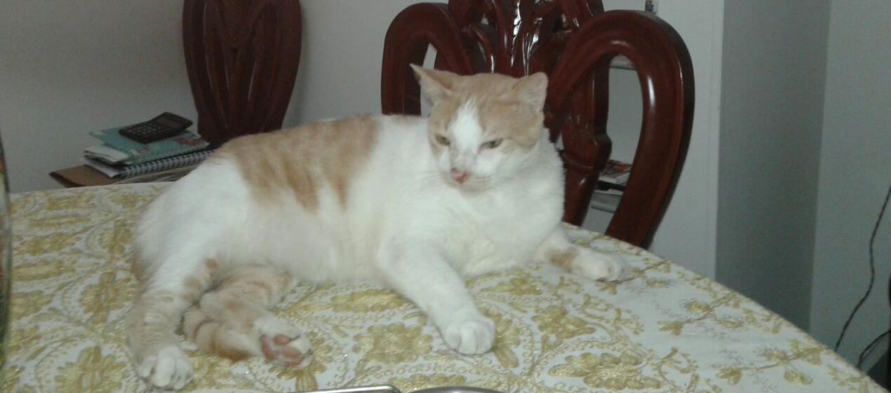 ‘León’ se perdió en Villa Santos.