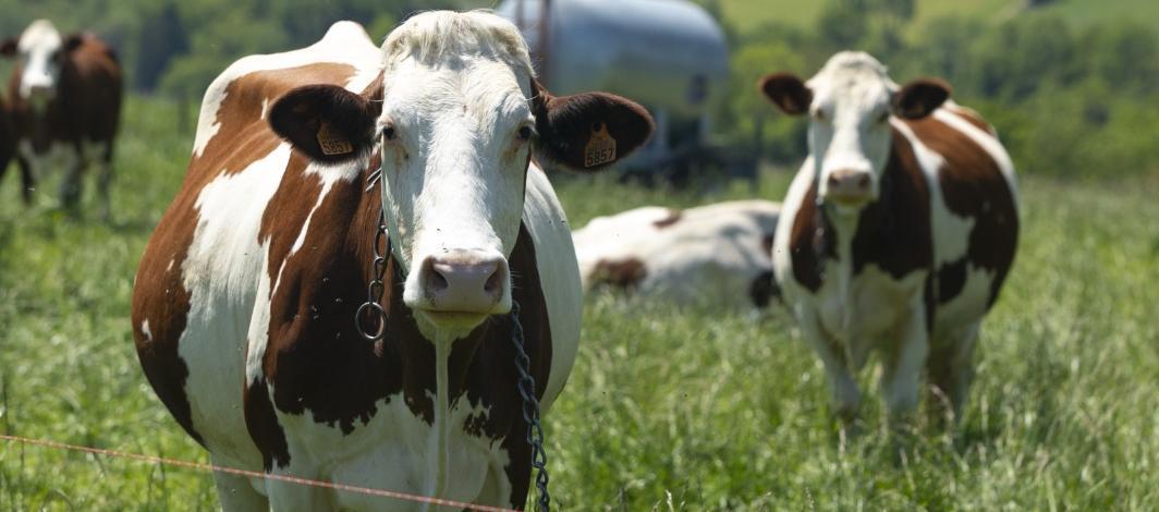 En EE.UU. hay varios casos detectados de gripe aviar.