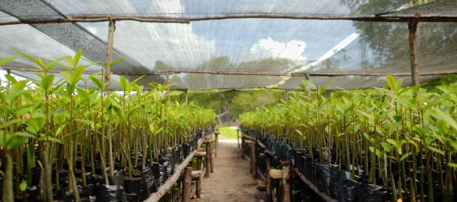 Plántulas de mangle