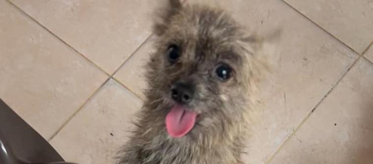 'Luna' está embarazada.