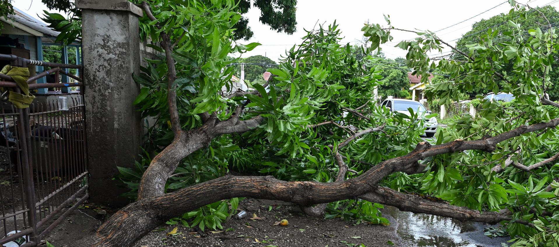 Árboles caídos por el fuerte paso del huracán.