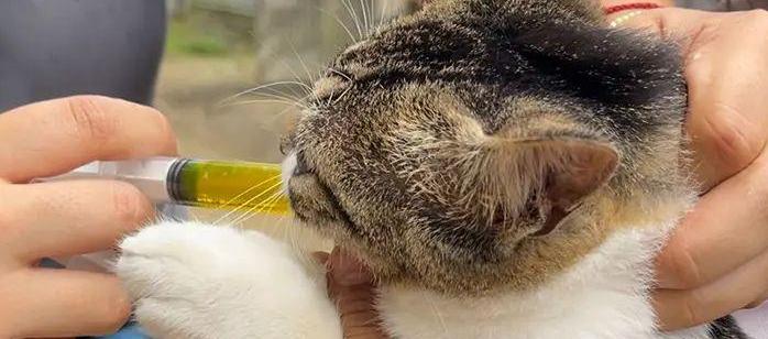 La jornada será en la plaza principal del municipio. 