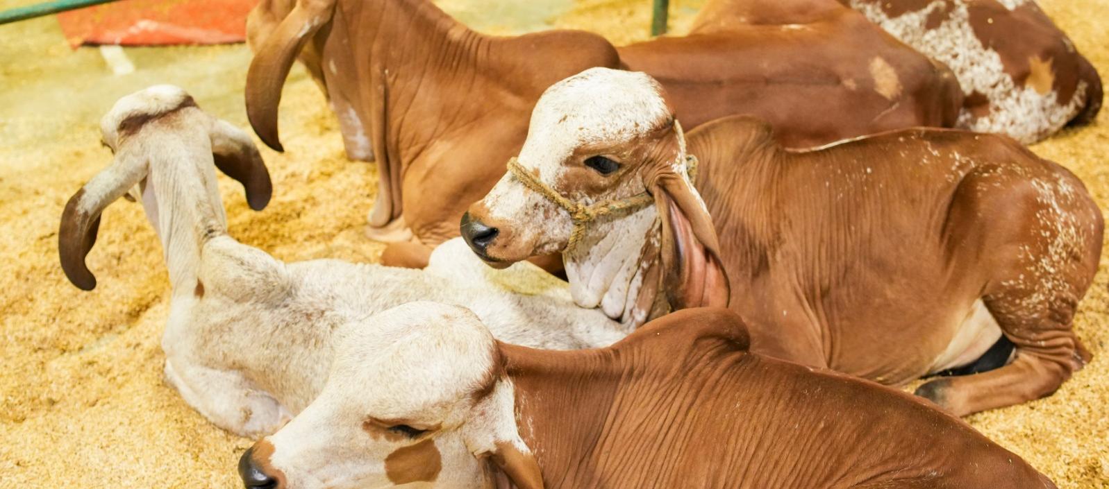 La feria inició el miércoles.