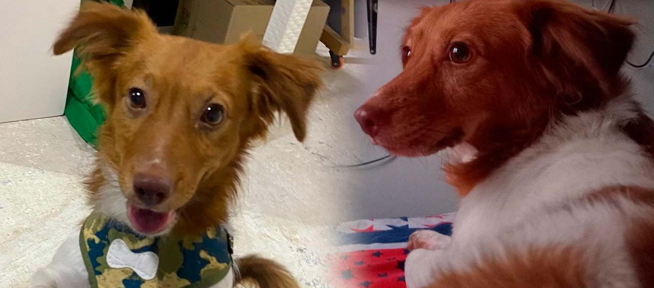 Rocky un perro escocés. 