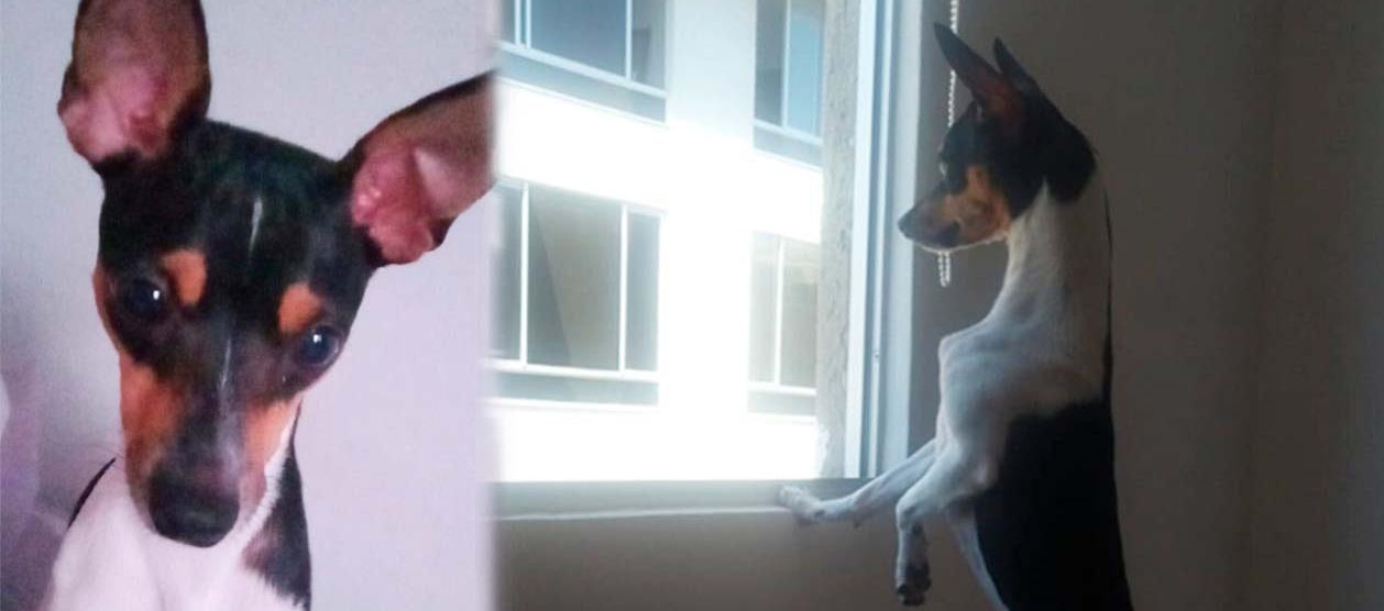 'Tina', la perrita que se perdió en en el barrio La María en Soledad.