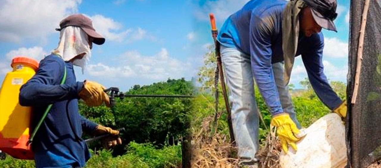 Siembra de árboles en Galapa y Tubará.