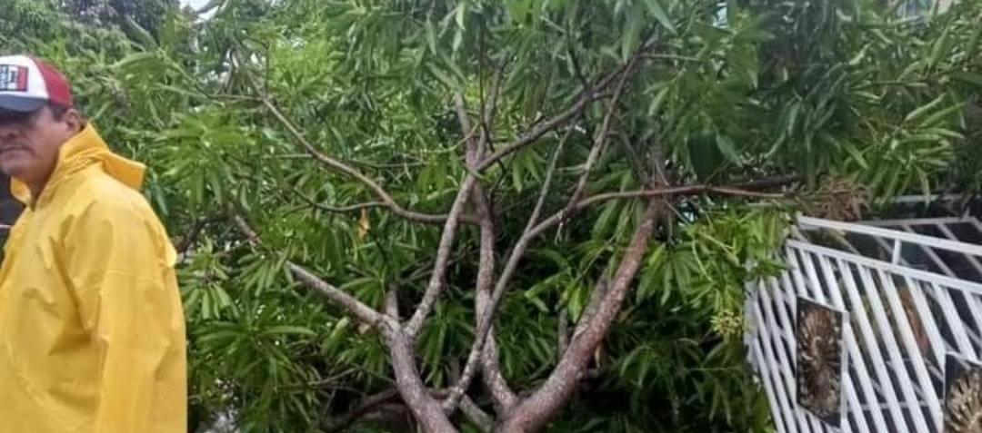 Vendaval también originó caídas de arboles. 