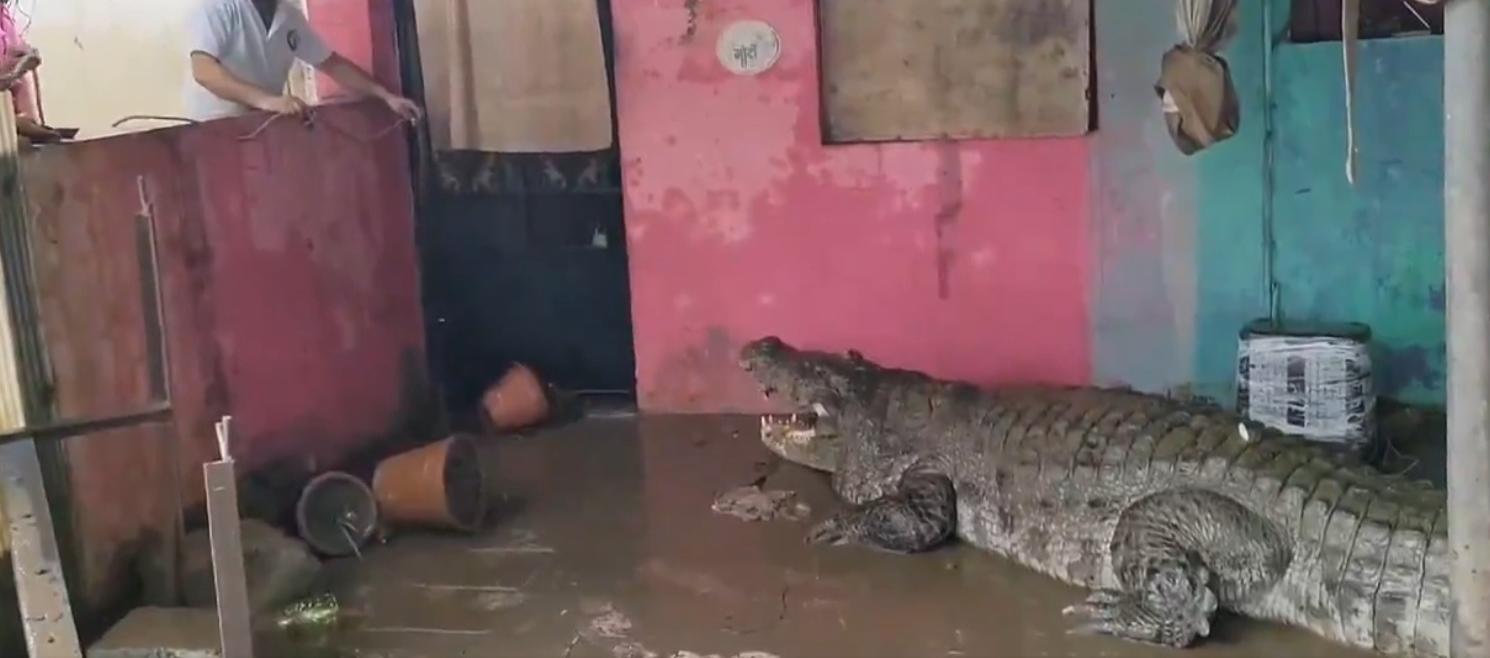 Cocodrilos invaden hogares en India.