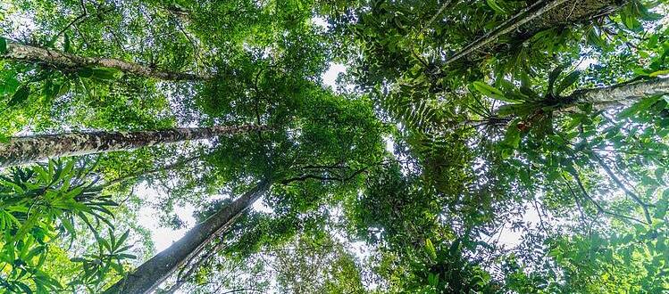 Imagen de referencia.