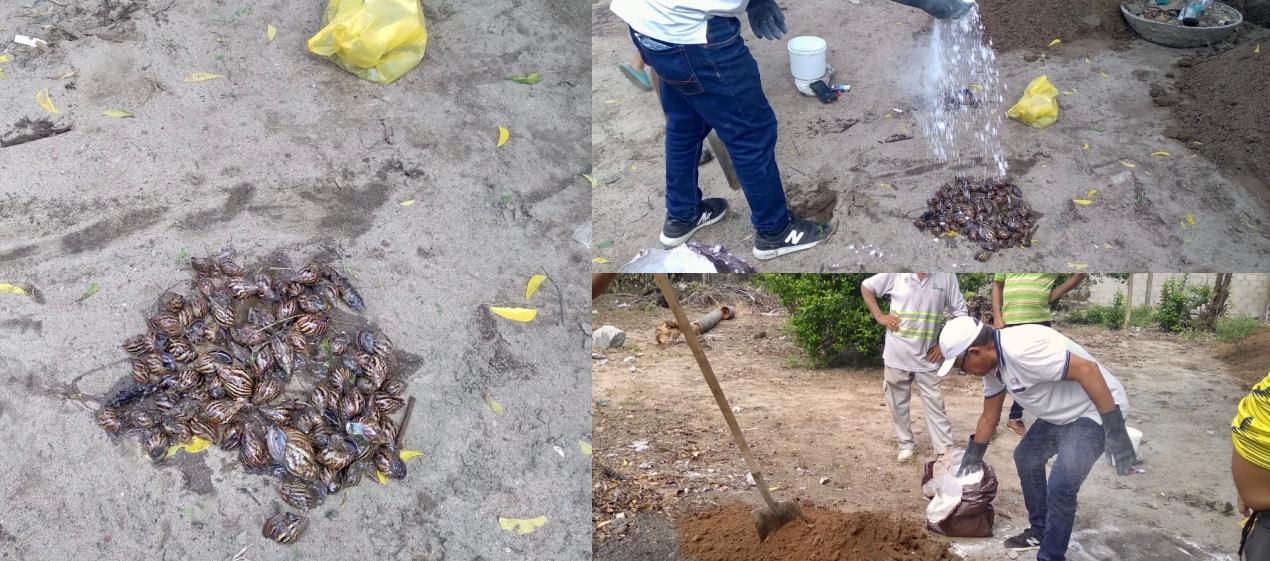 Momentos en que los caracoles africanos eran eliminados por funcionarios de la Alcaldía. 
