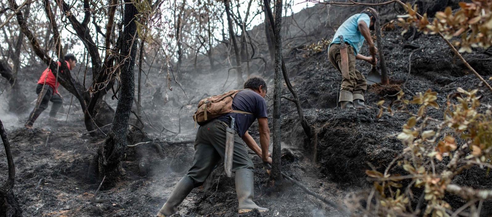 Imagen de bosques quemados en Perú. 