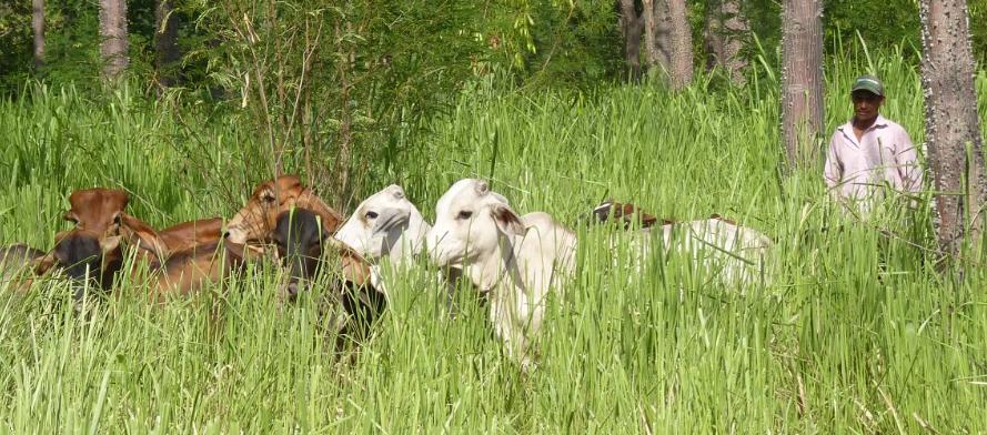 La ganadería fue uno de los sectores que creció en el país.