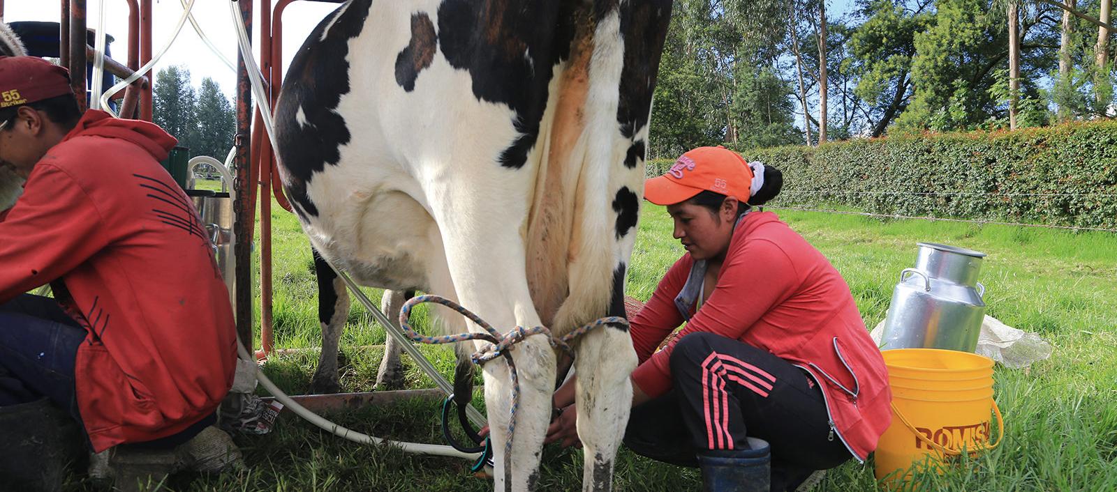 Imagen de referencia.