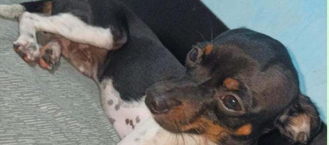 'Paco', mascota extraviada.