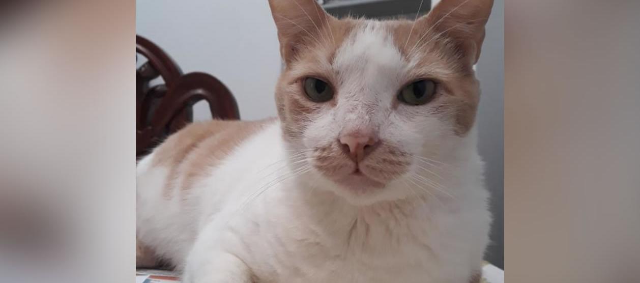 'León' de ojos verdes.