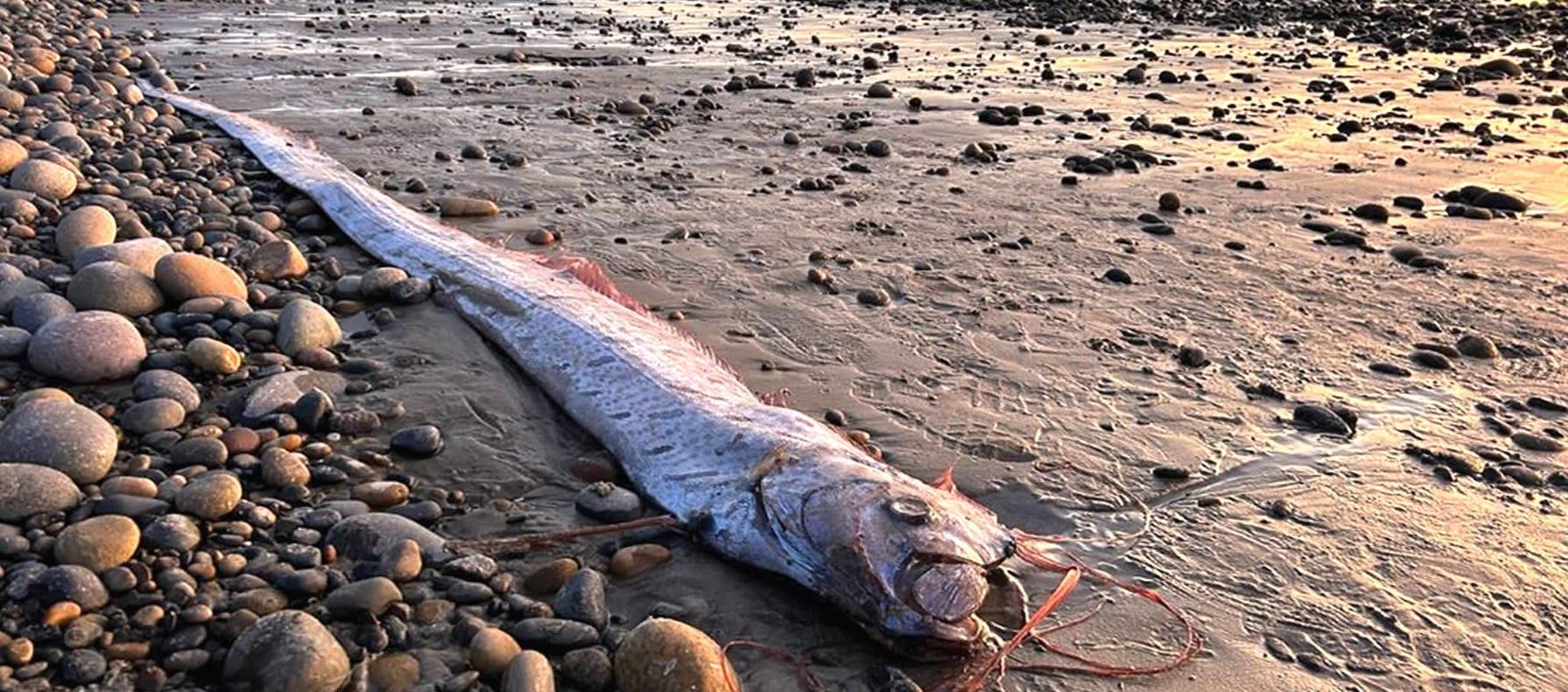 Fotografía del pez remo hallado. 