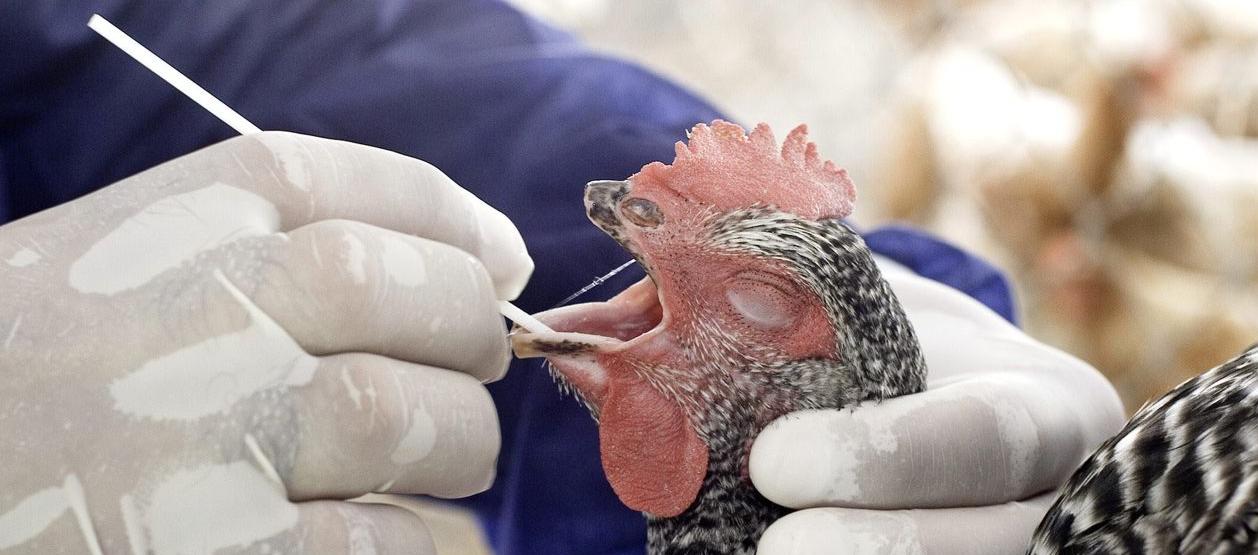 Imagen de referencia.