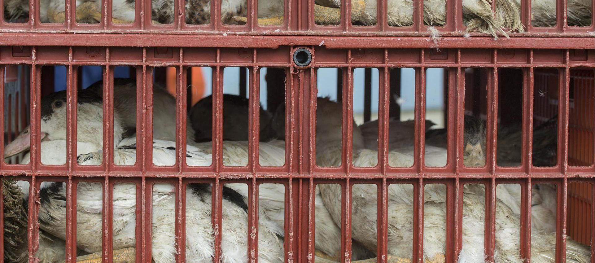  Aves de corral que son llevadas en jaulas a un matadero para evitar que se extienda una epidemia de gripe aviar.