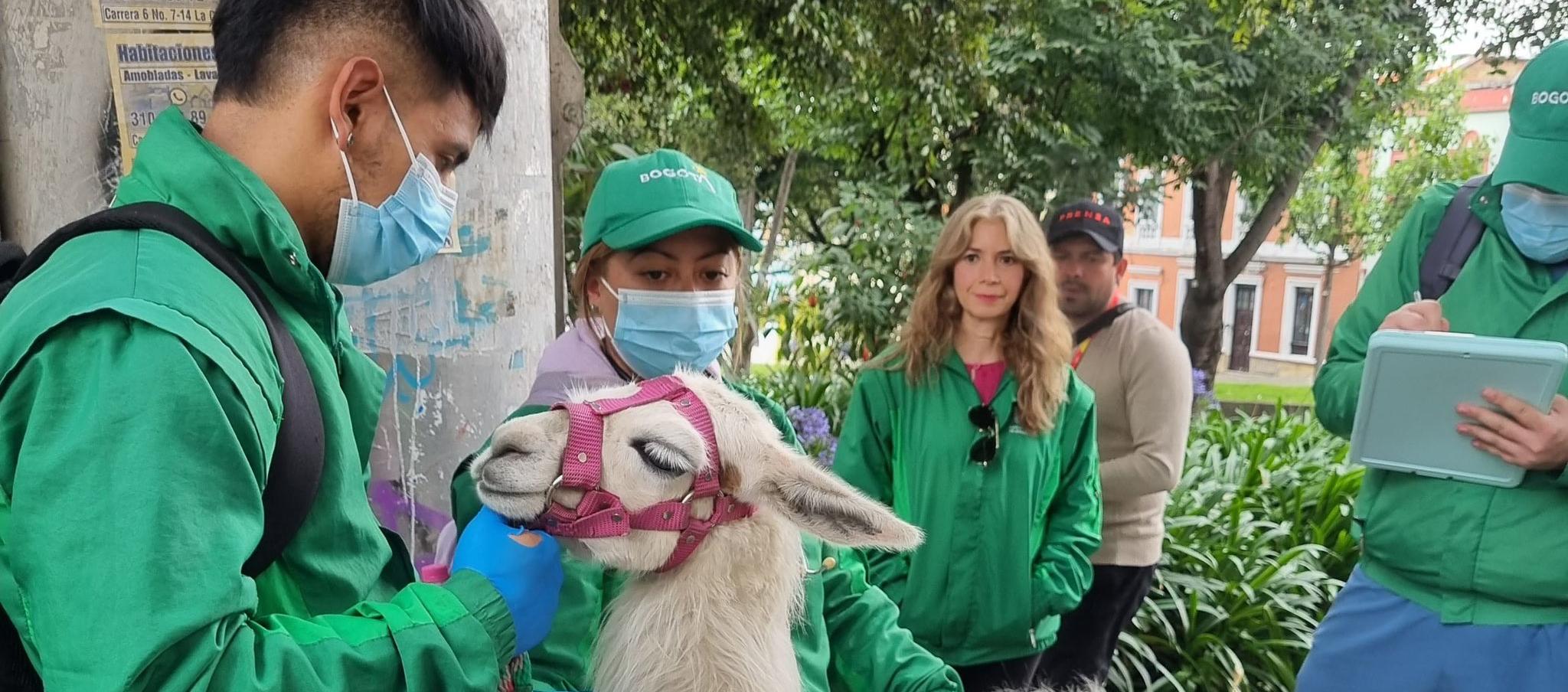 Imágenes del rescate de Luna. 