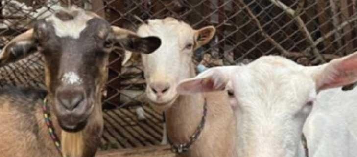 Imagen de referencia.