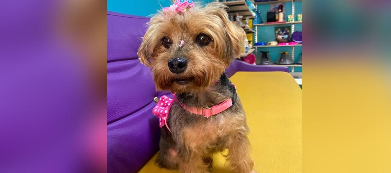 'Pola', perrita de 10 años, se perdió en Los Almendros. 