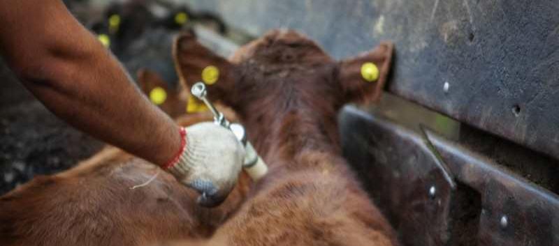 Jornadas de vacunación de los animales contra la fiebre aftosa.