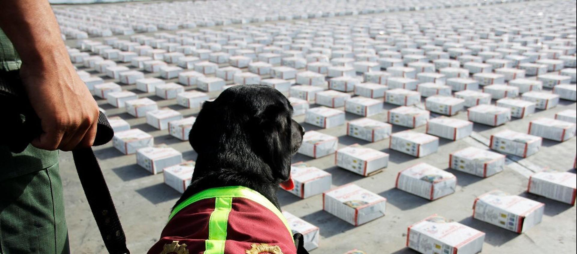Perro de la Policía antinarcóticos de Venezuela, frente una incautación de droga.