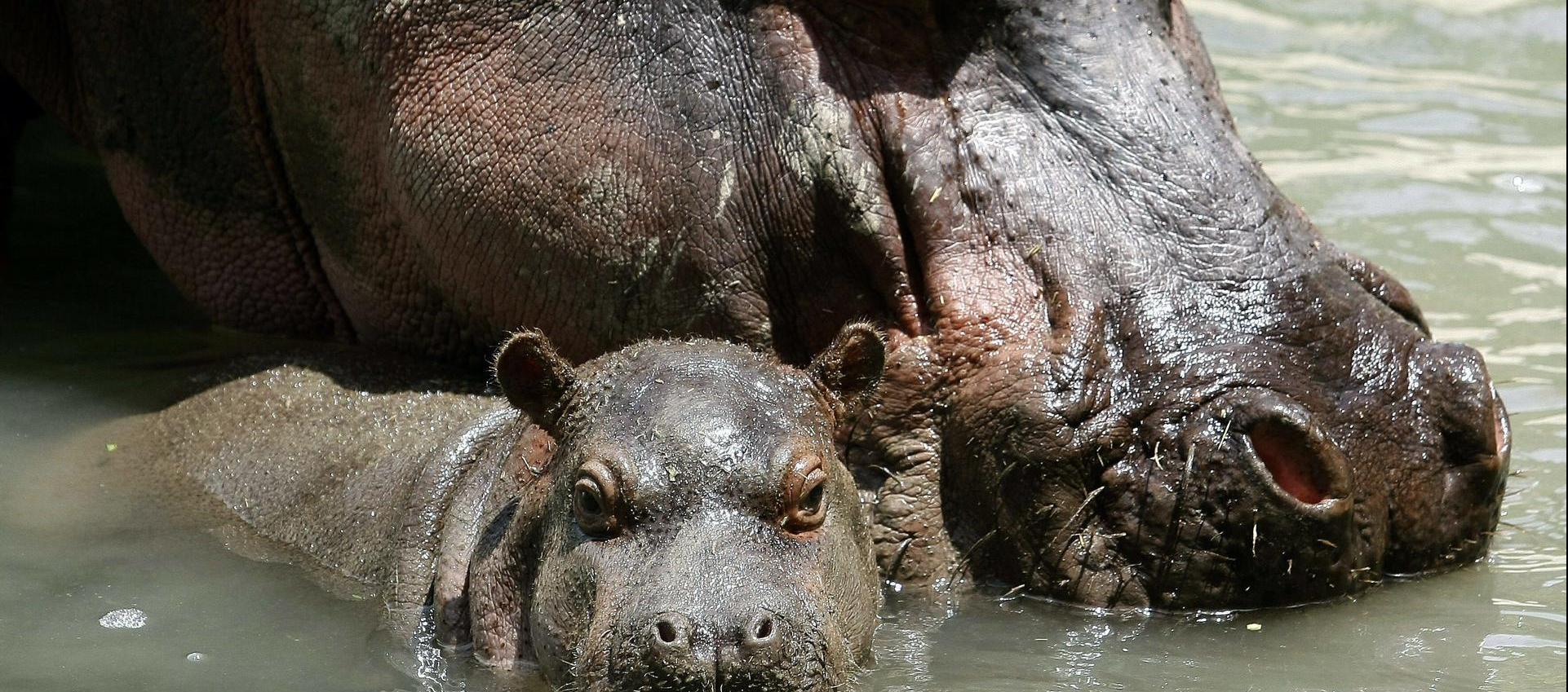 Hipopótamos en zoológico de Medellín.