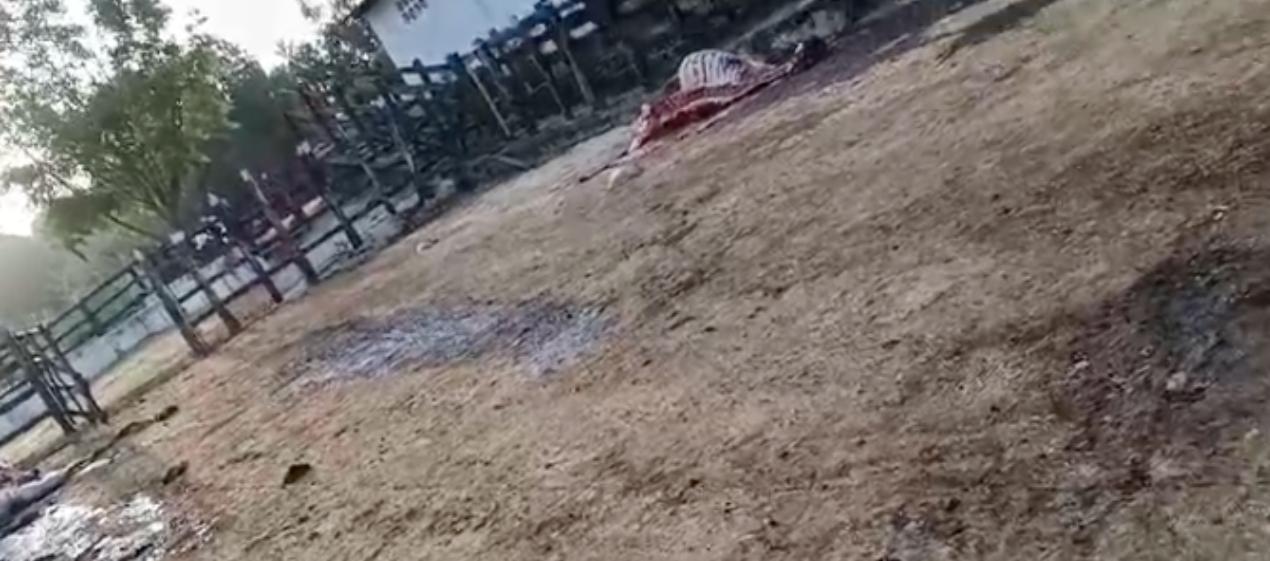 Los delincuentes sacrificaron varias reses en la finca. 