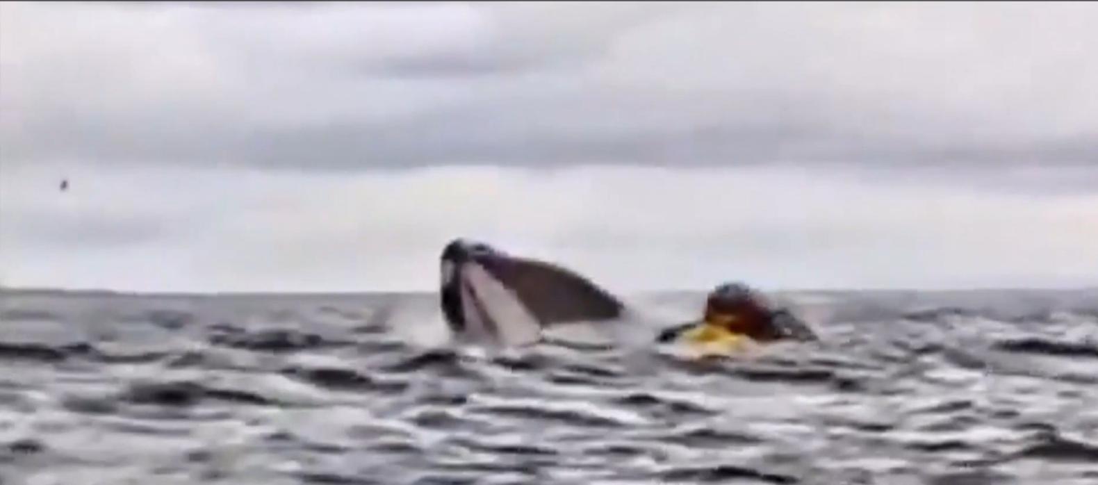 Momento en el que se lo traga la ballena.