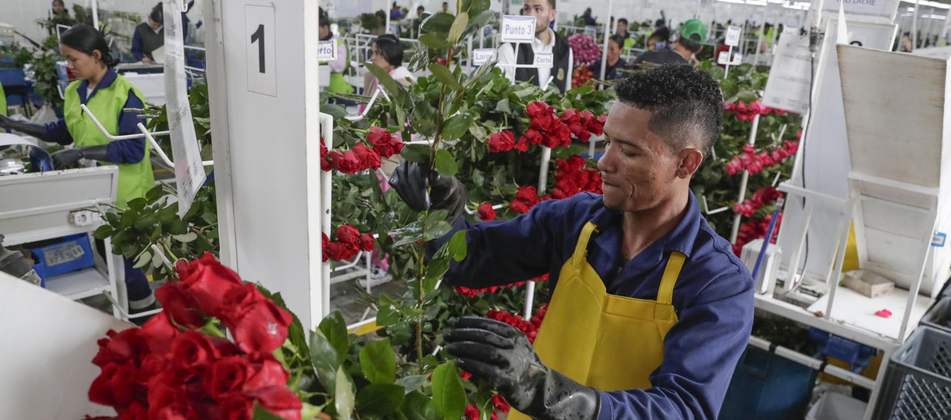 Personas empacando flores en Bogotá para ser exportadas. 