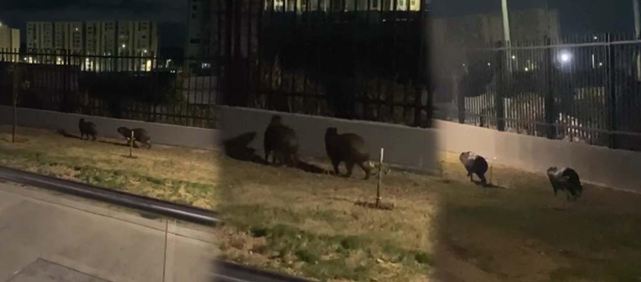 Los dos chigüiros captados en un conjunto de Alameda del Río.