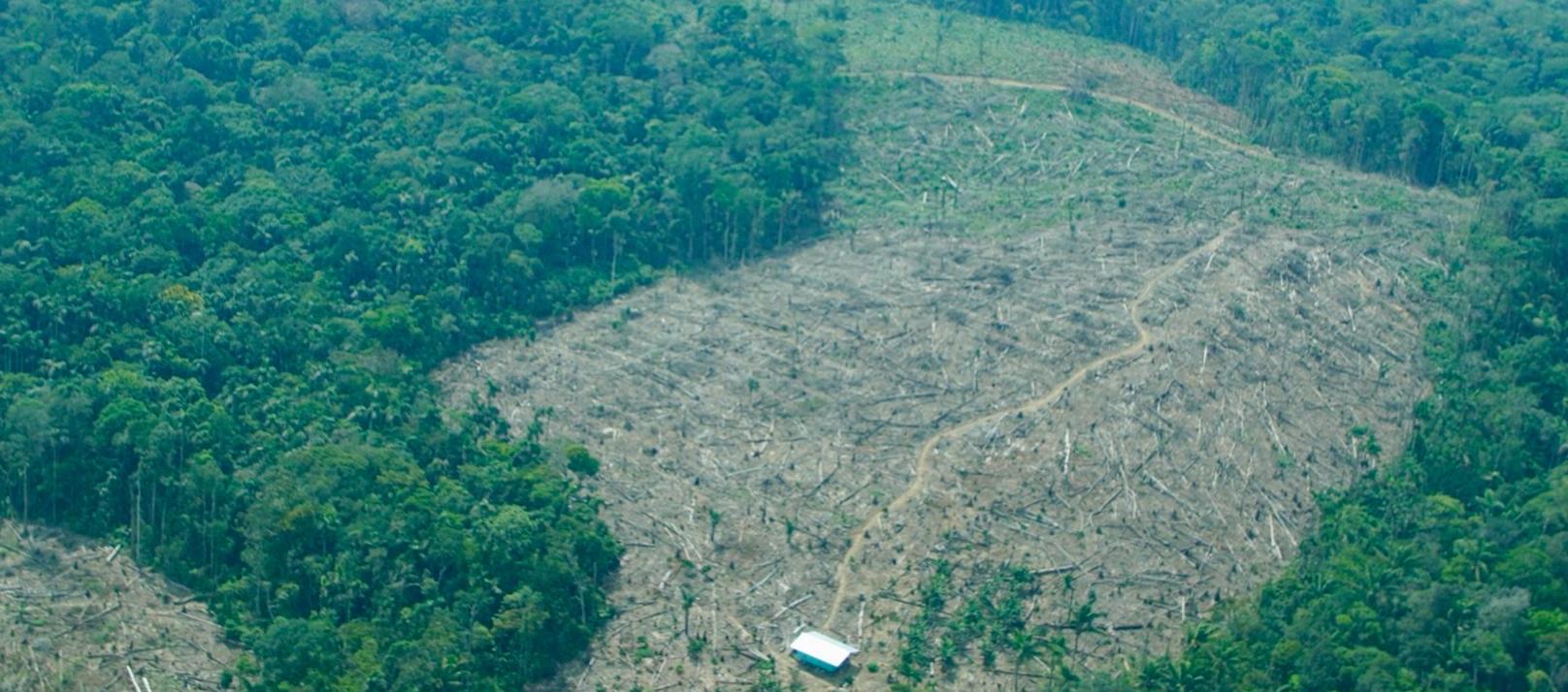 En 2024 aumentó en 35% la deforestación frente al año anterior.