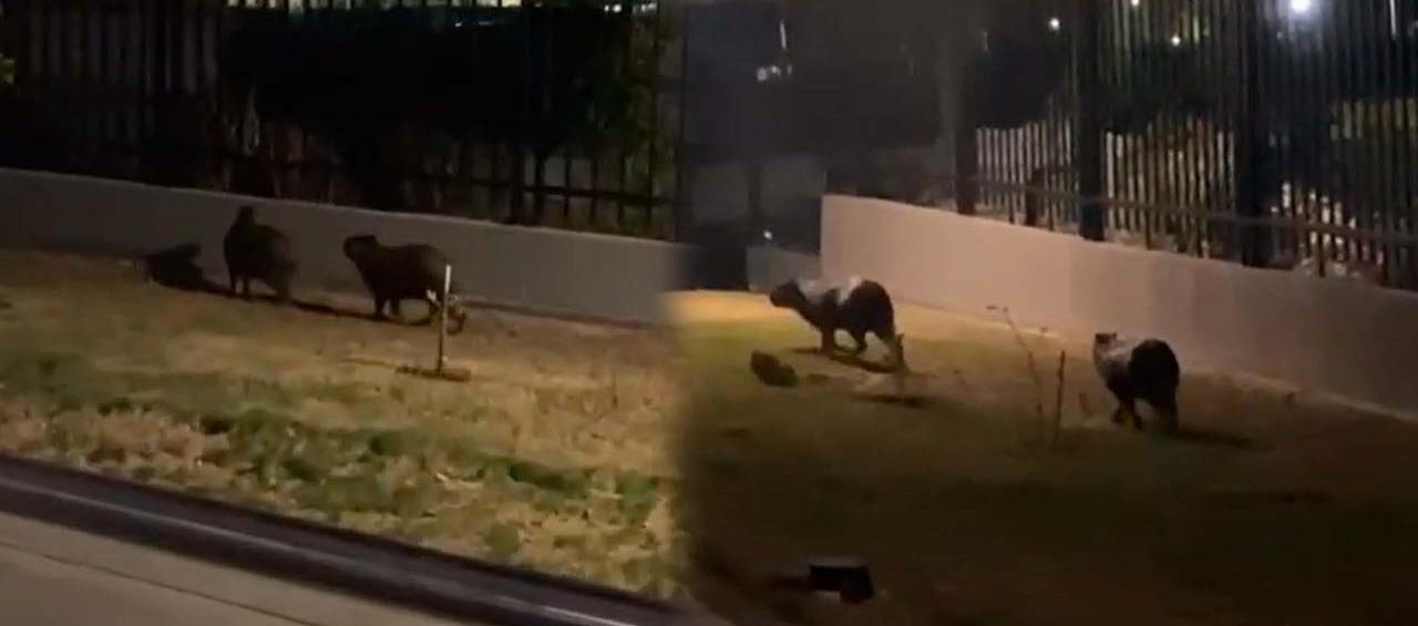 Chigüiros avistados en un conjunto de Alameda del Río. 