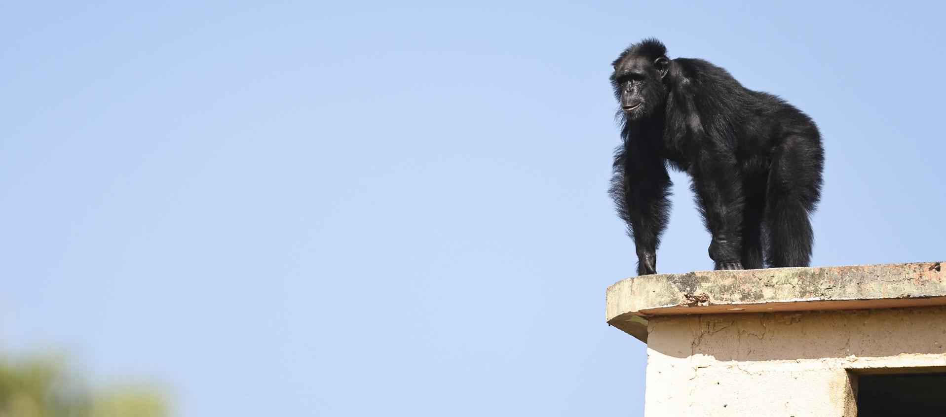 Yoko dio sus primeros pasos en Sao Paulo, Brasil.