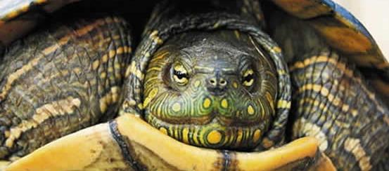 Las hicoteas son una de las especies en peligro durante Semana Santa. 