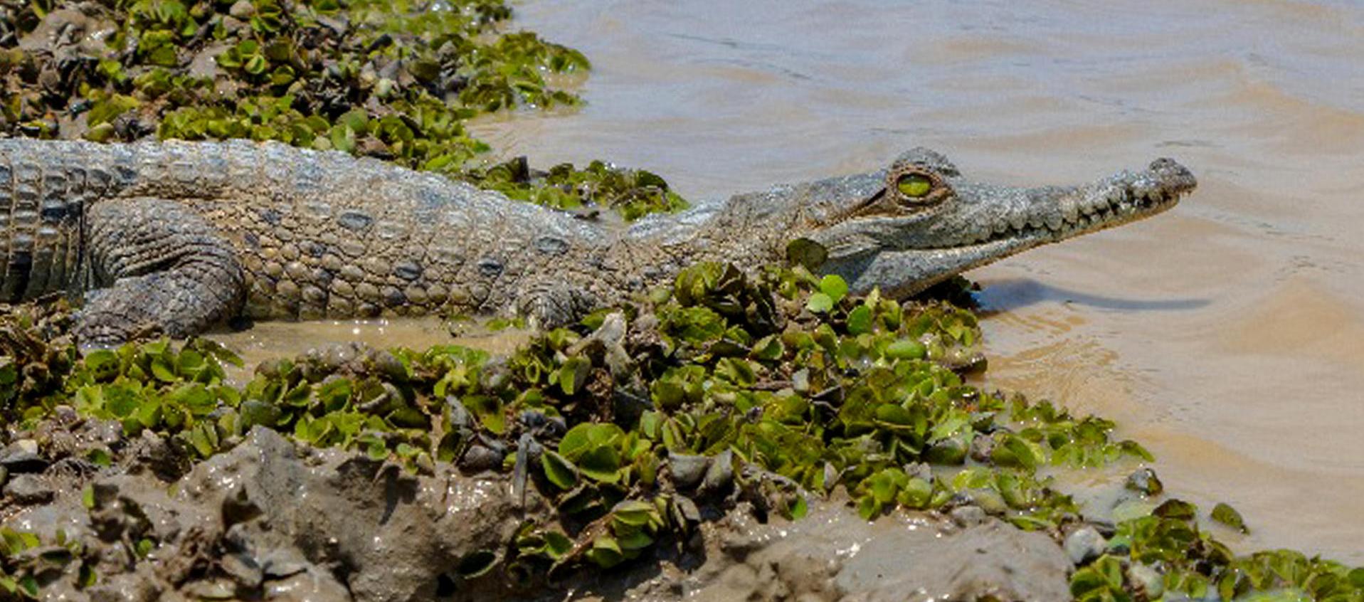 Liberación de caimanes en la reserva natural en Casanare.