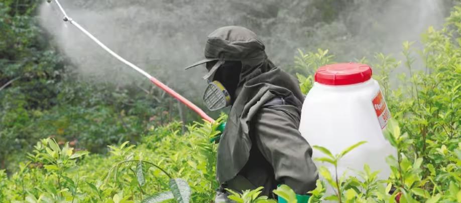 Imagen de referencia.