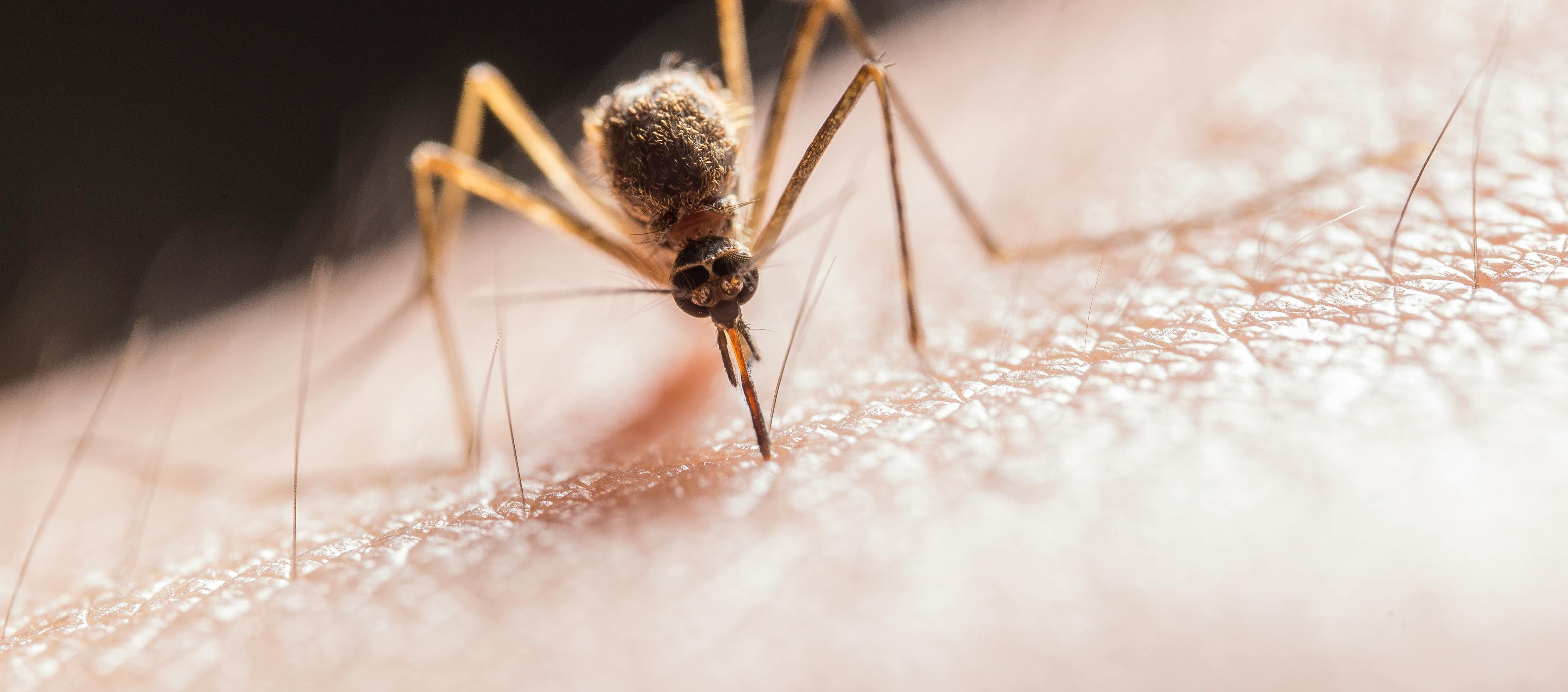 El chikungunya se transmite por la picadura de mosquitos infectados. 