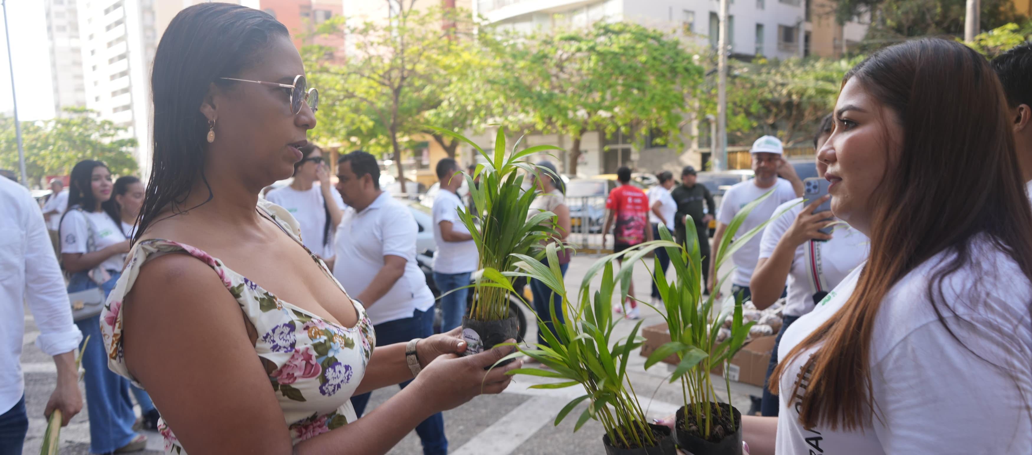 Entrega de la palma de areca.