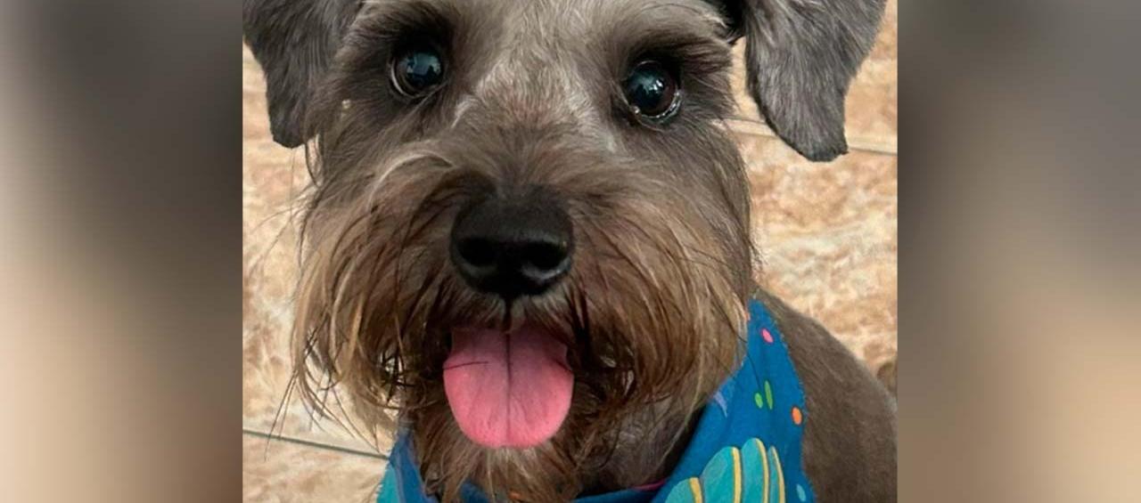 'Chloe', una mascota schnauzer de unos 3 años y medio. 